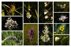 Meadow flowers