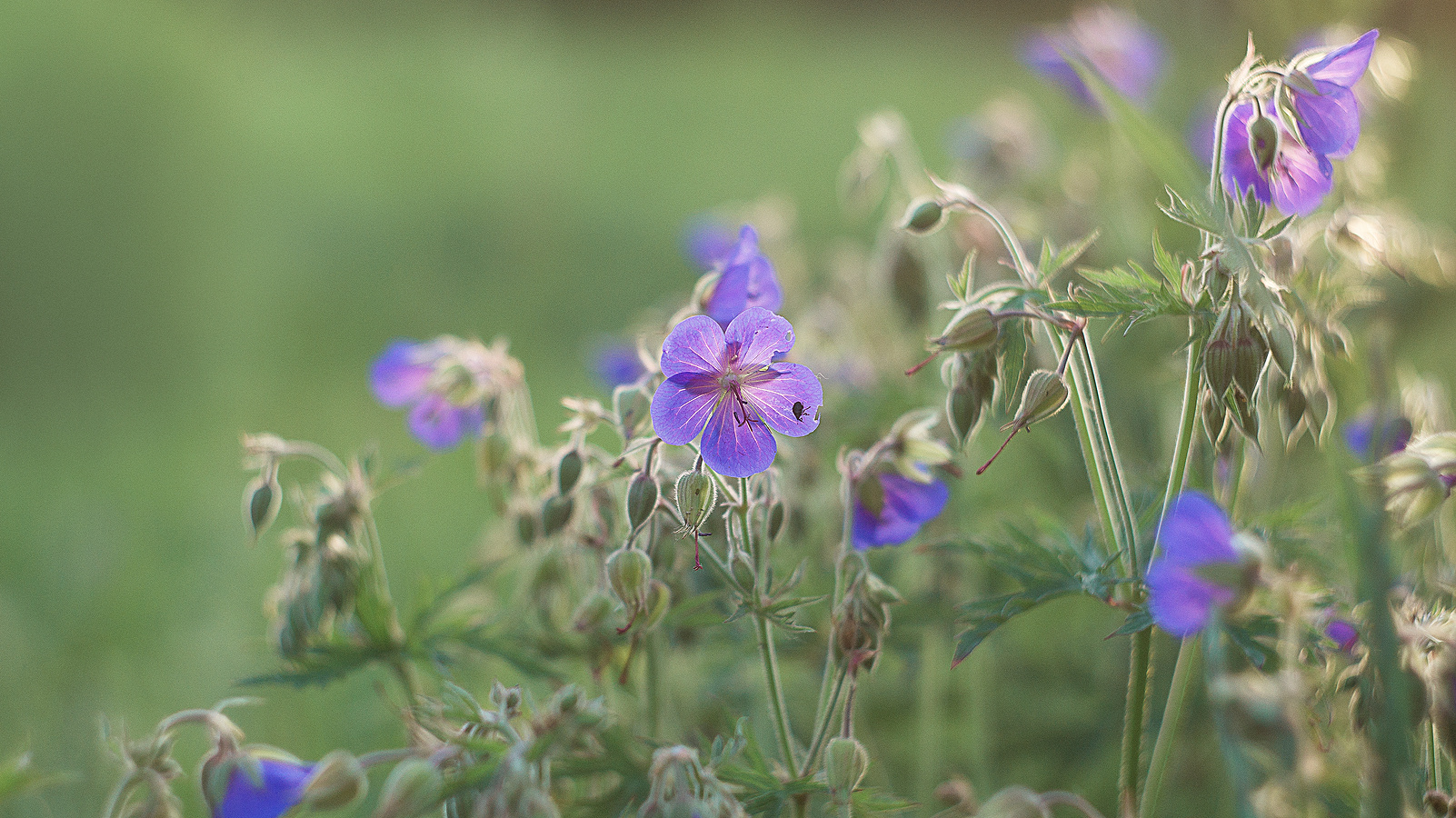 Meadow geranium(Geranium pratense)