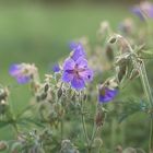 Meadow geranium(Geranium pratense)