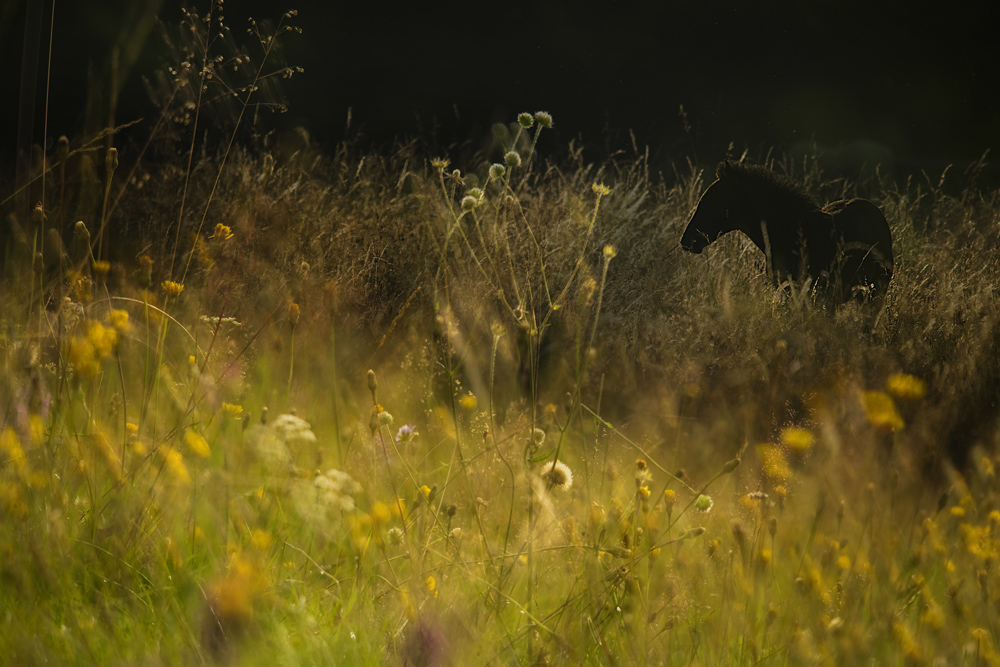 meadow idyll