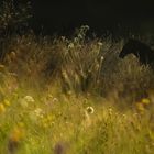 meadow idyll