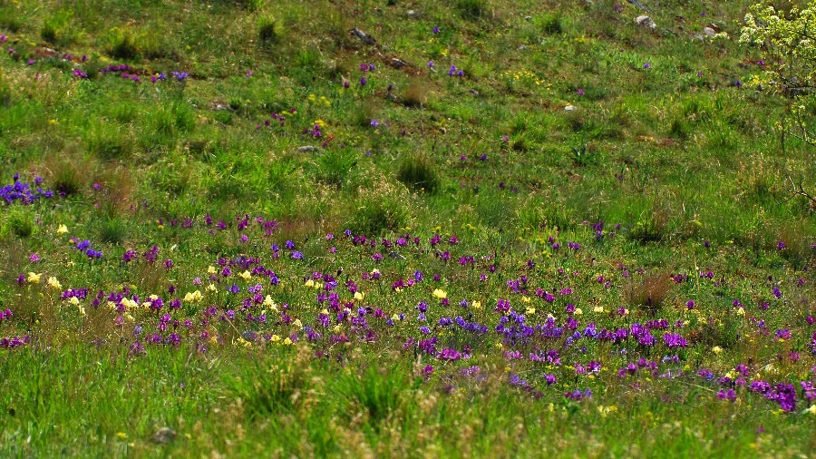 Meadow in Spring