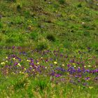 Meadow in Spring