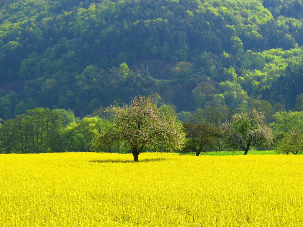 meadow in springtime