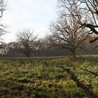 Meadow in the afternoonsun