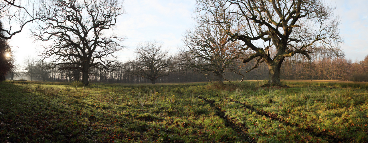 Meadow in the afternoonsun