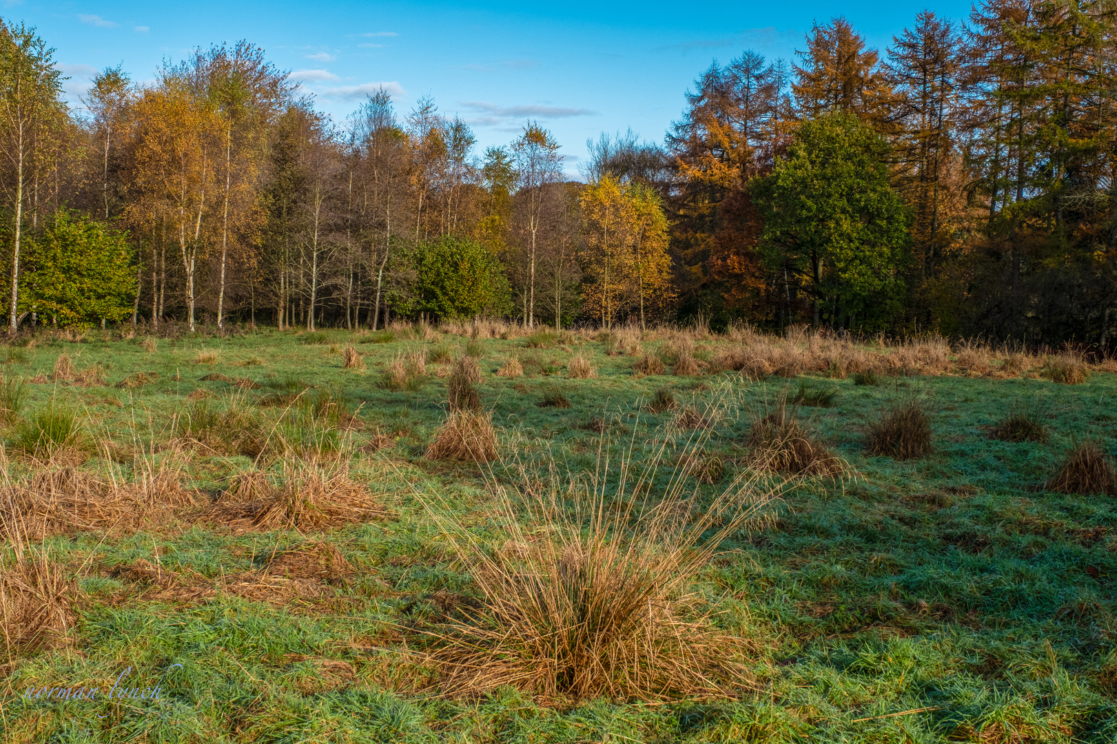   Meadow in the woods