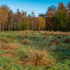   Meadow in the woods