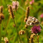 meadow melodies II