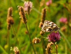 meadow melodies II