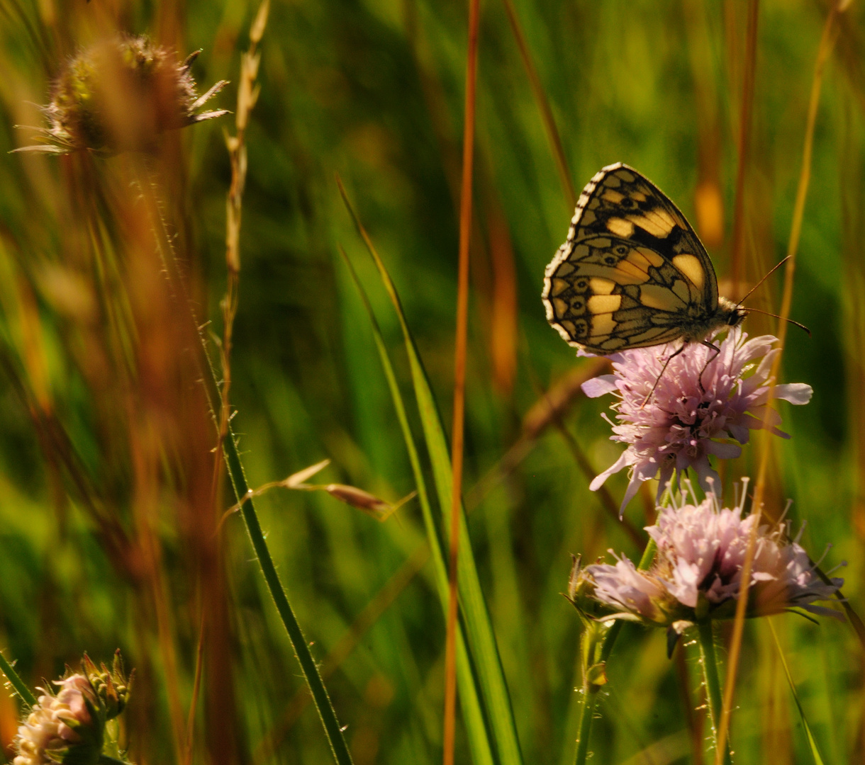 meadow melodies IV