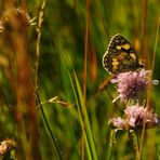 meadow melodies IV