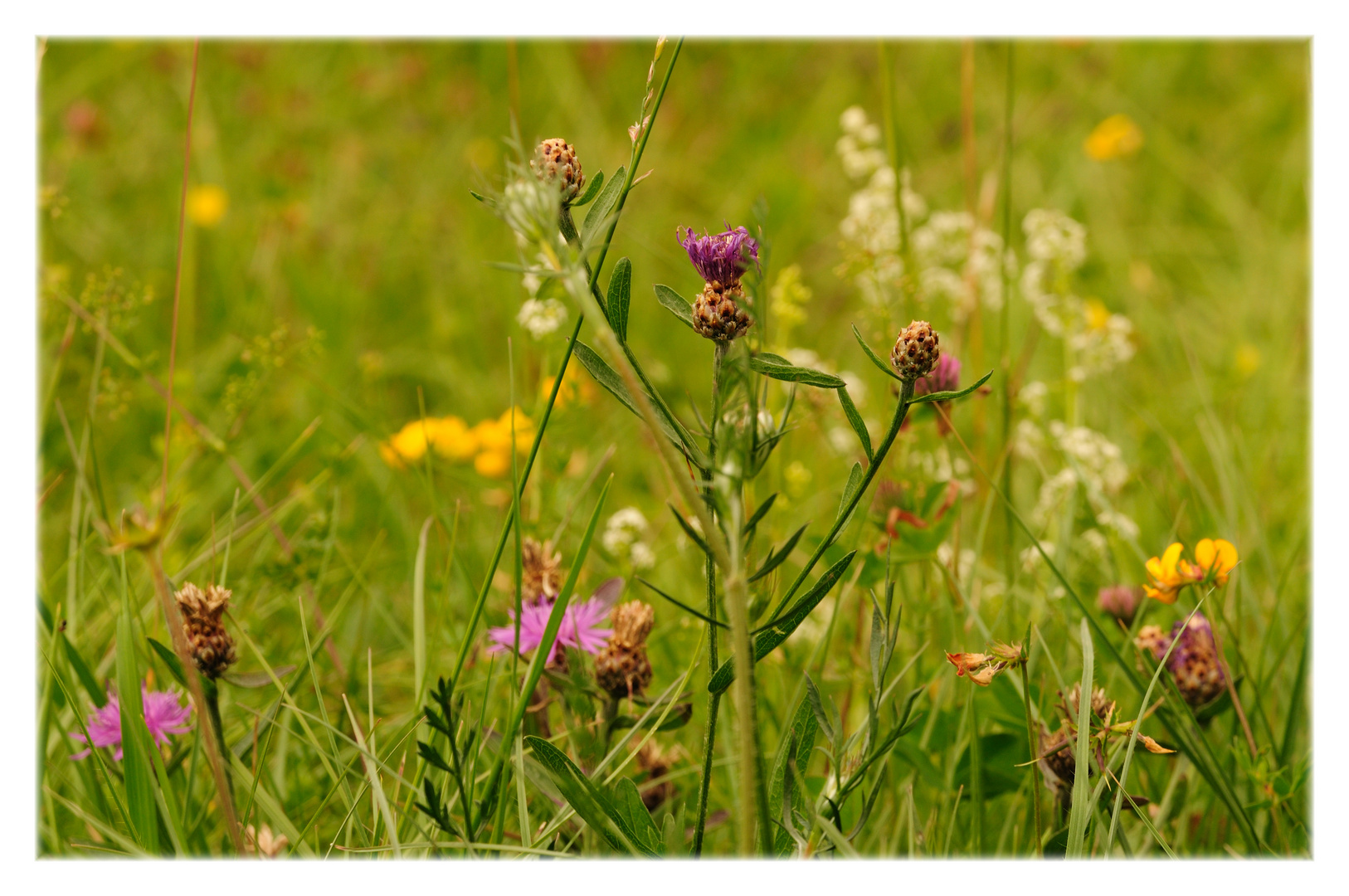 meadow melodies VI