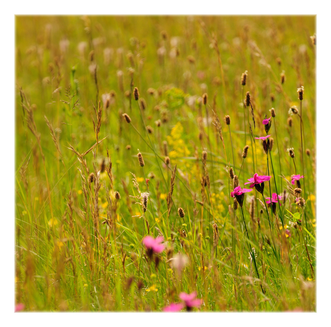 meadow melodies XI