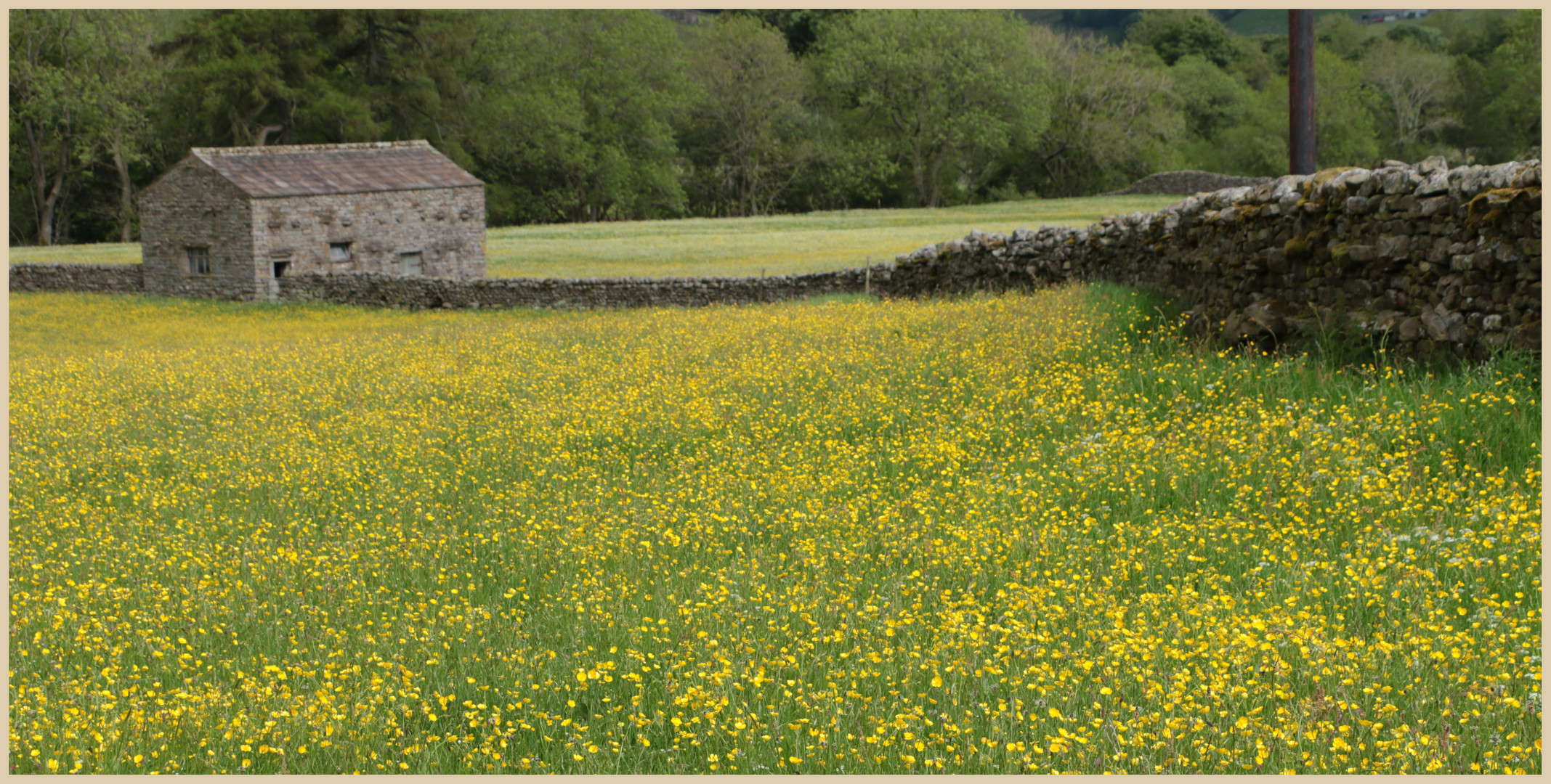 meadow near muker 10