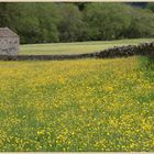 meadow near muker 10