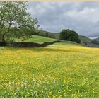 meadow near muker 2