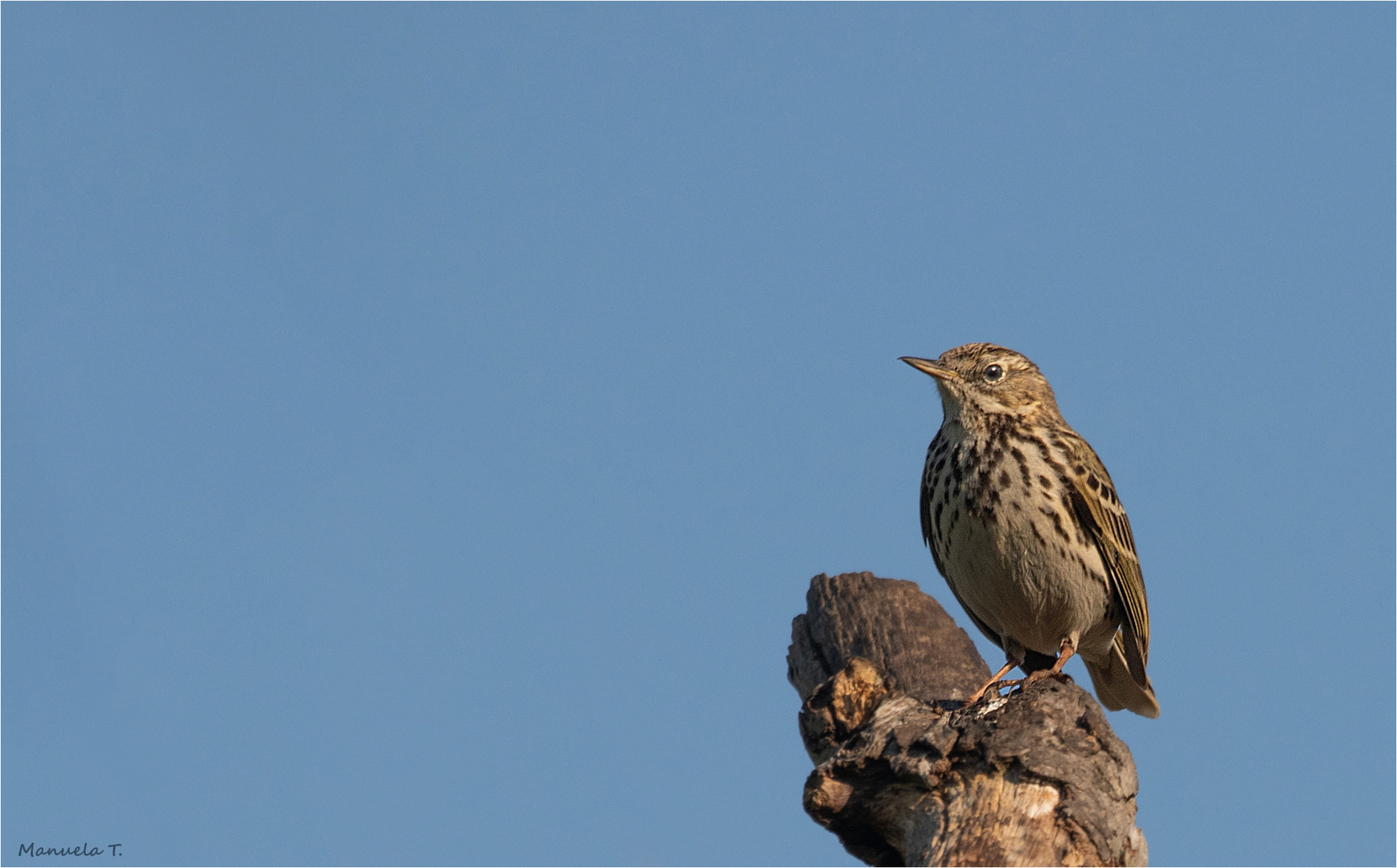 Meadow pipit