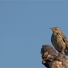 Meadow pipit