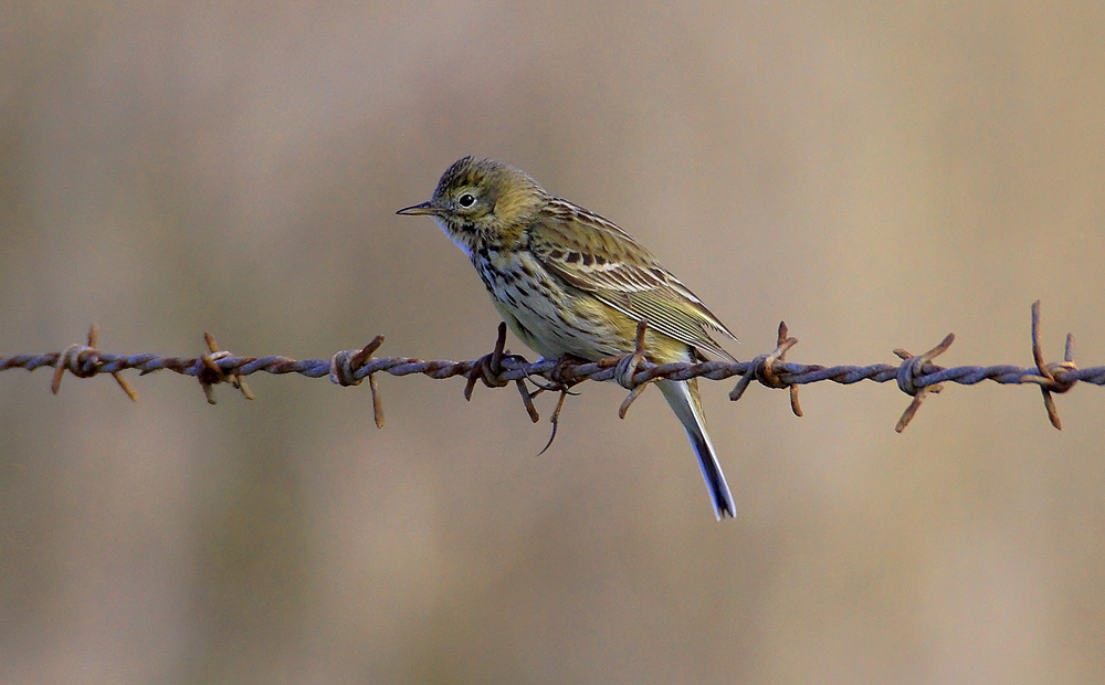 Meadow pipit