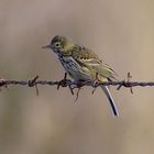 Meadow pipit