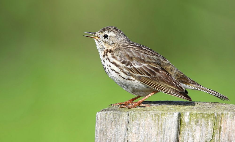 Meadow Pipit