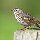 Meadow Pipit