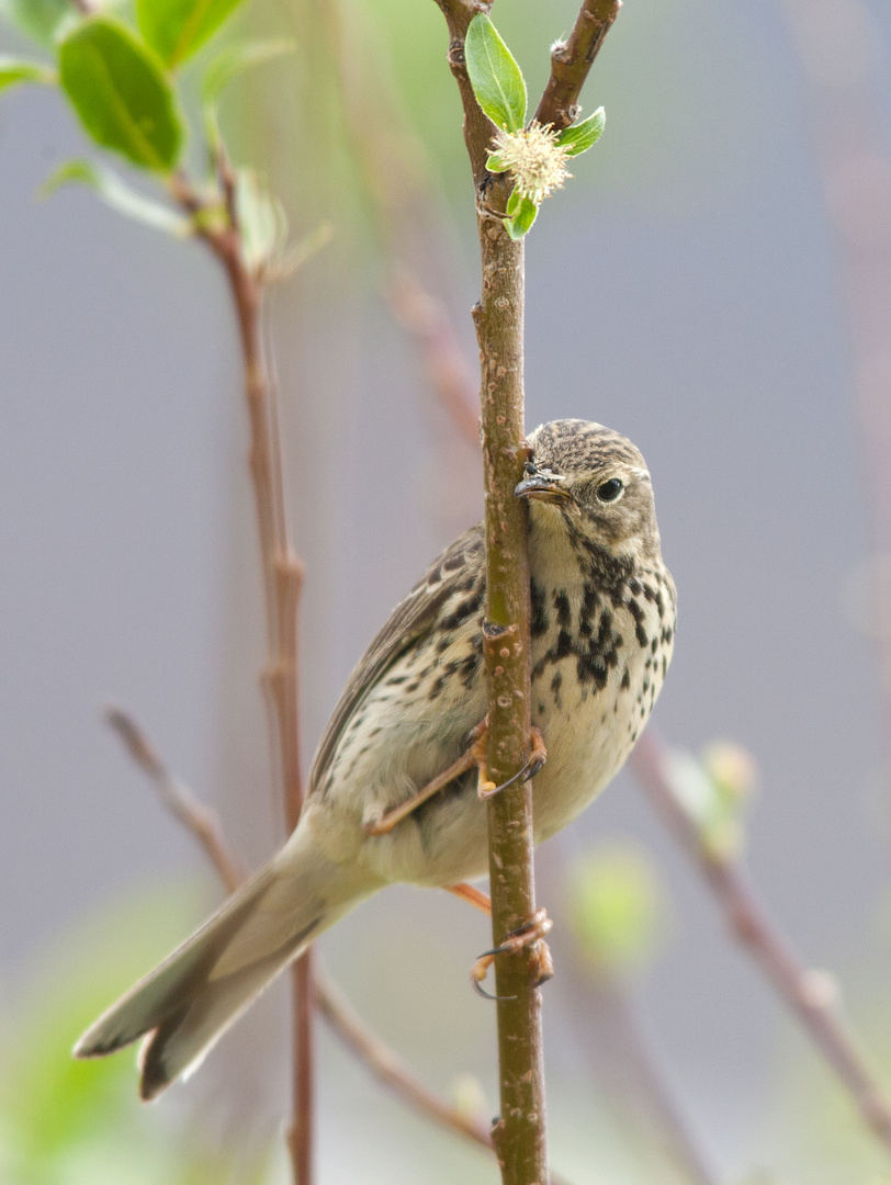 Meadow pipit