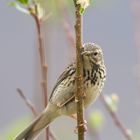 Meadow pipit