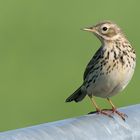 Meadow Pipit