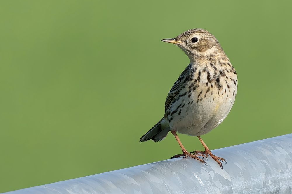 Meadow Pipit