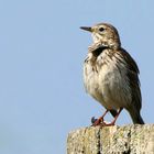 Meadow Pipit