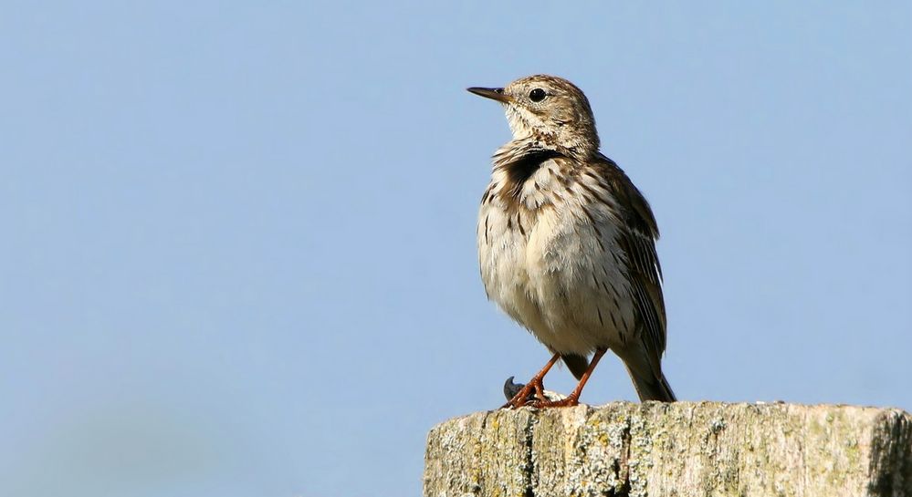 Meadow Pipit