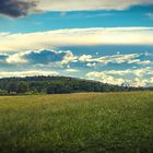 Meadow to the Forest