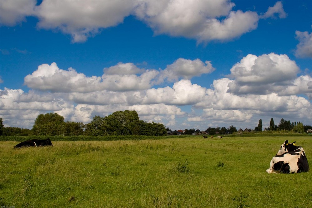 Meadow with black and white cows (resting)