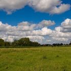 Meadow with black and white cows (resting)