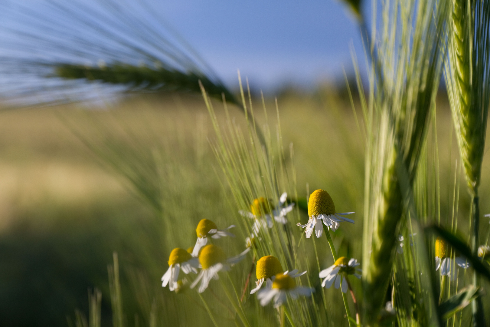 Meadows