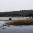 Meadows near Valdivia...