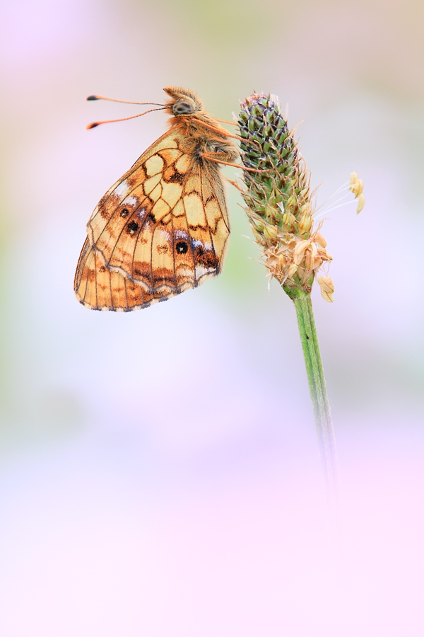 Meadowsweet