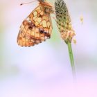 Meadowsweet