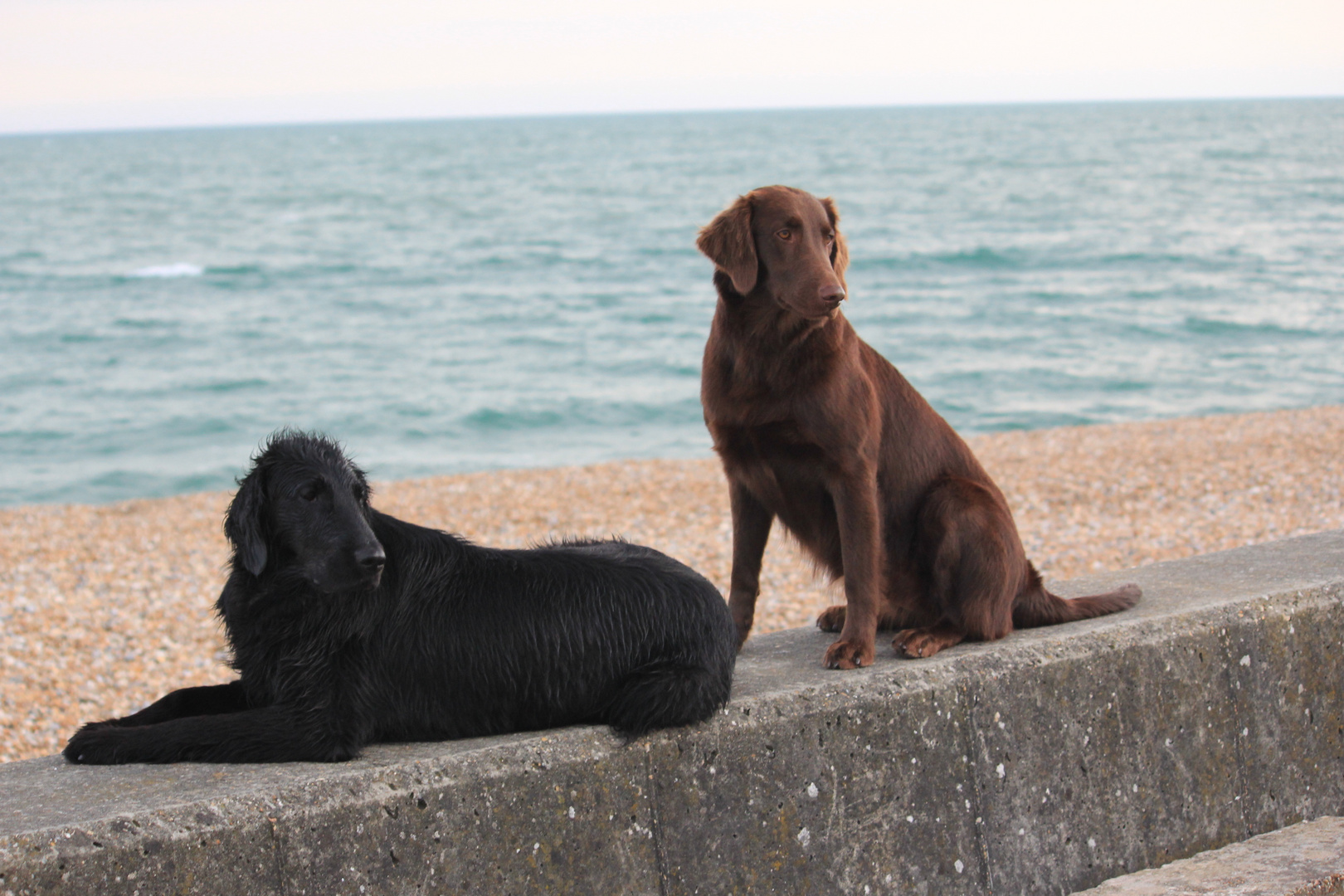 Meagan und Pepper - Flat Coated Retriever in Sandgate UK