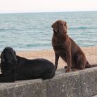 Meagan und Pepper - Flat Coated Retriever in Sandgate UK