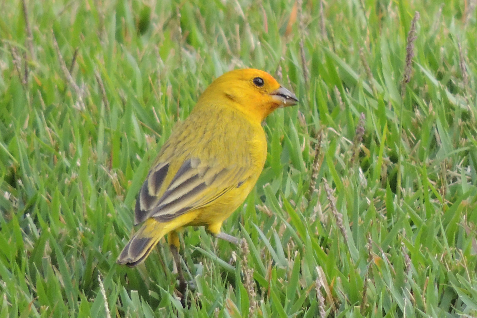 Meal time - grass seed ! Brasilian Wild Canary "canário da terra"