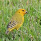 Meal time - grass seed ! Brasilian Wild Canary "canário da terra"