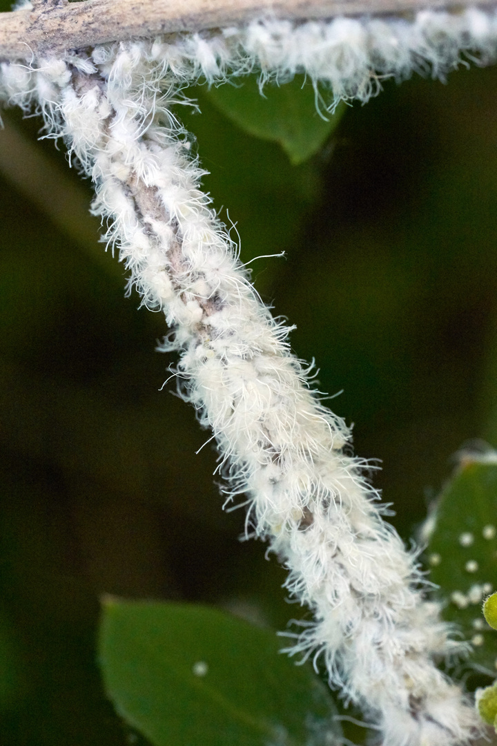 Mealy Bugs on a twig 