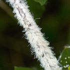 Mealy Bugs on a twig 