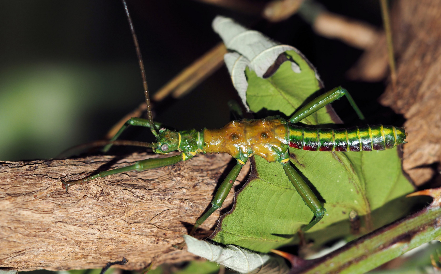 Mearnsiana bullosa Foto & Bild | tiere, haustiere, terraristik Bilder ...