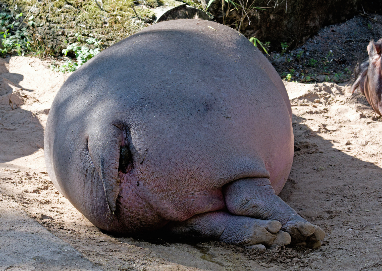 MEATLOAF