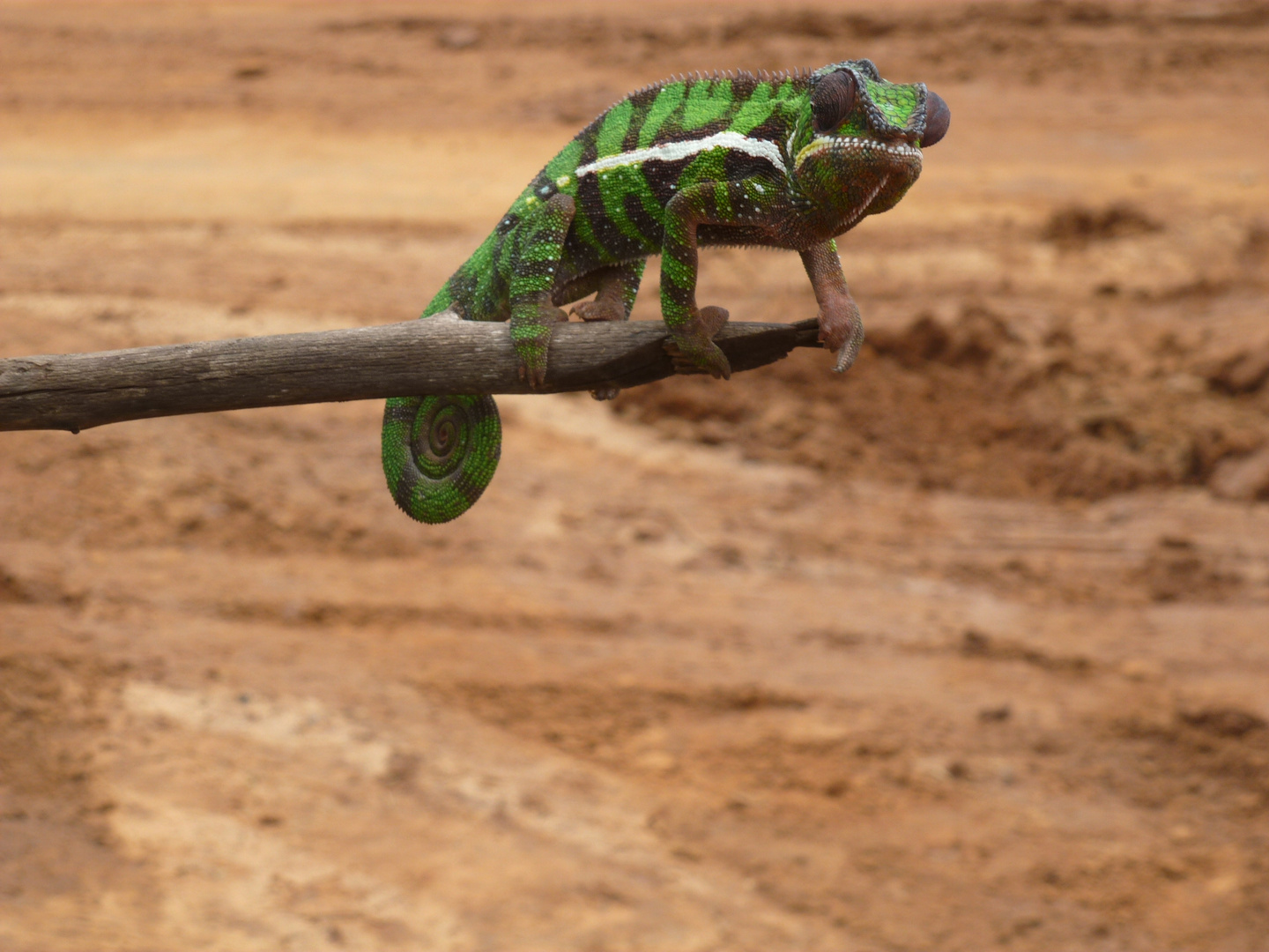 méchant caméléon