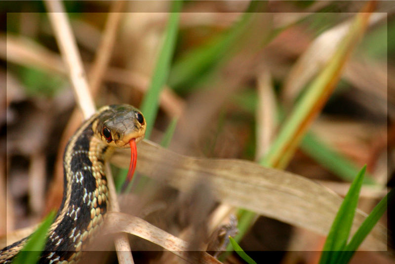 Mechant Serpent